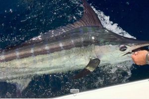 40552143 2682907131935259 n