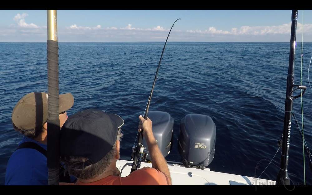 Marlin hook up