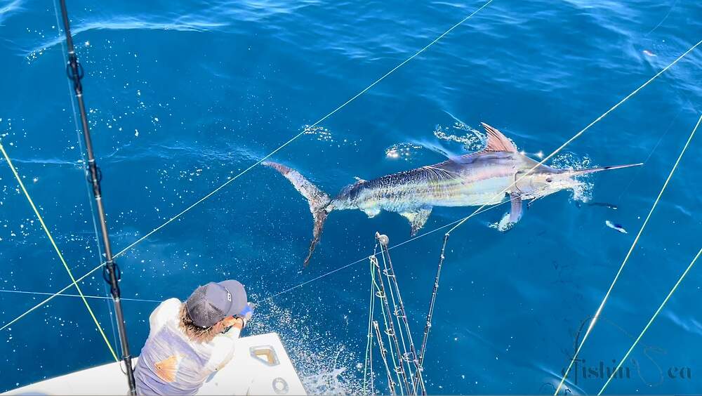 Big Blue Marlin coming to the boat