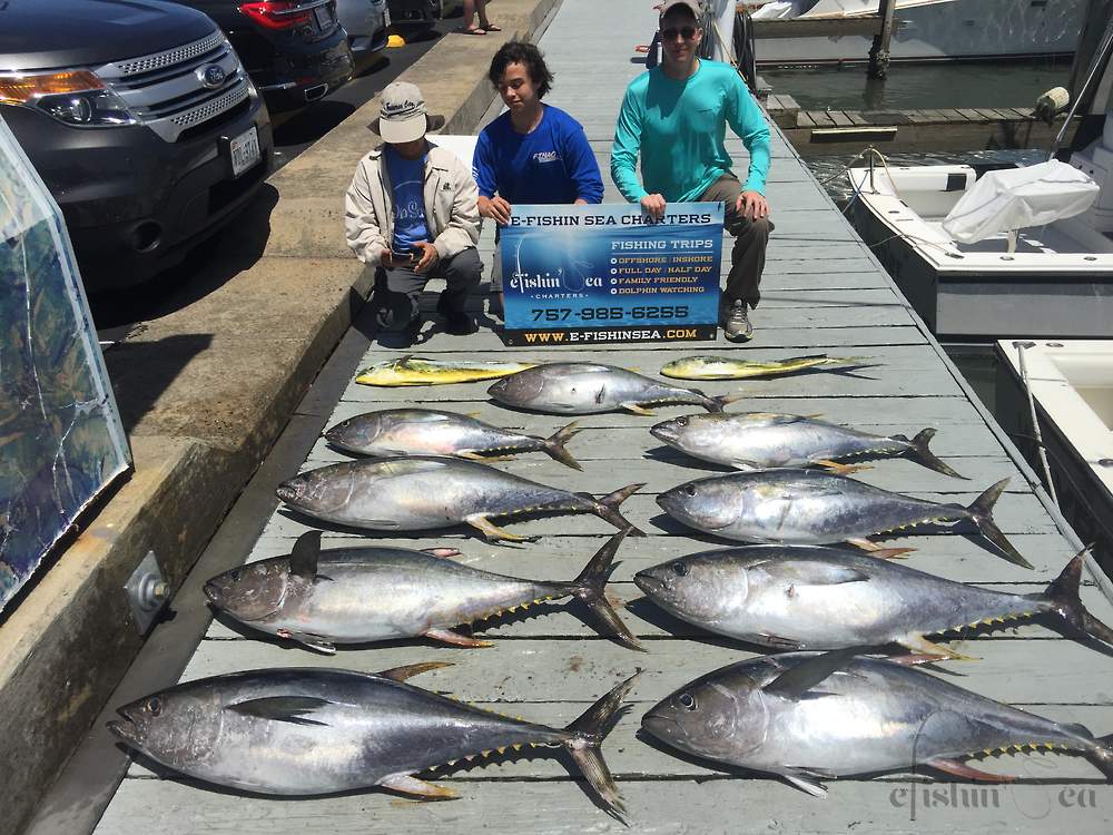 Nice haul of Yellowfin Tunas