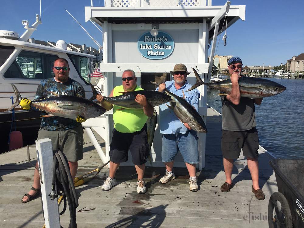 Yellowfin Tuna