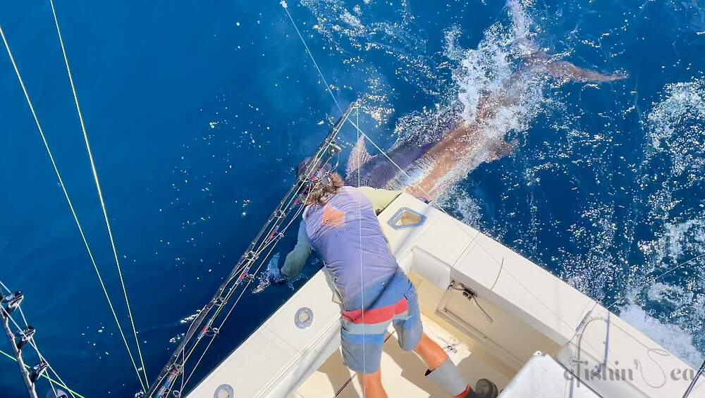 Blue Marlin Release