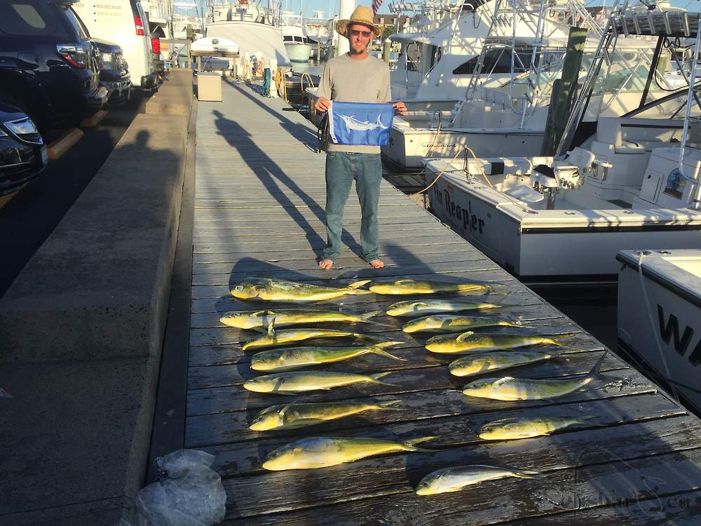 White Marlin Release along with a boat full of Mahi