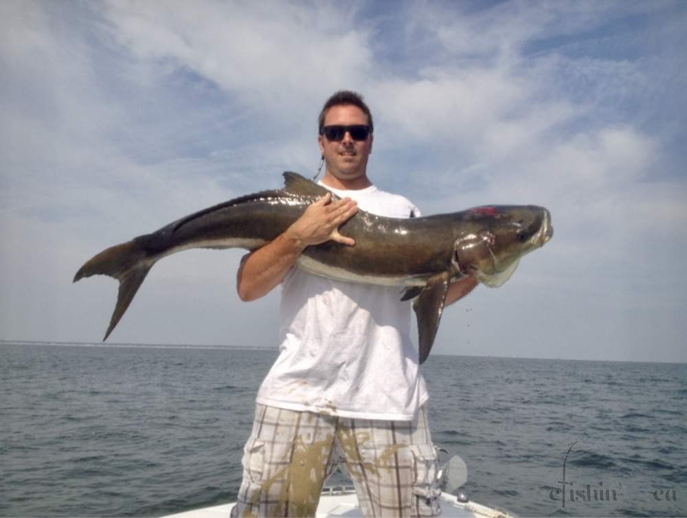 cobia