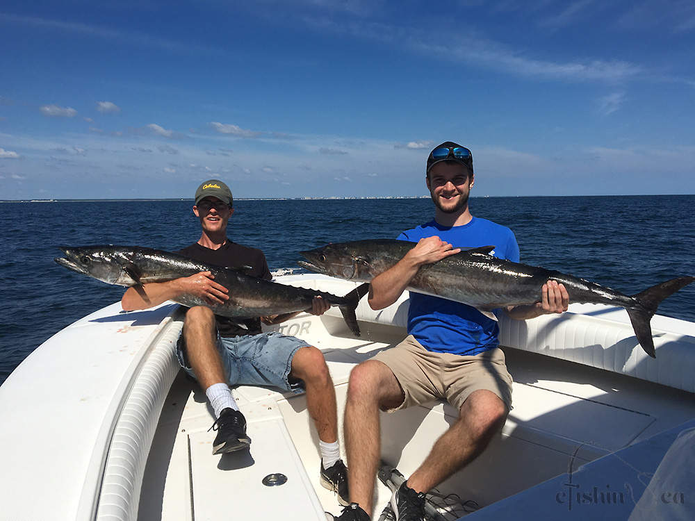 40 and 42 pound King Mackerel caught on live bait