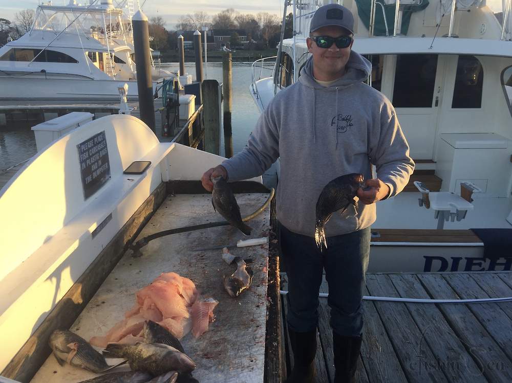 Austin holding up a few nice Black Sea Bass and cleaning a pile of meat.